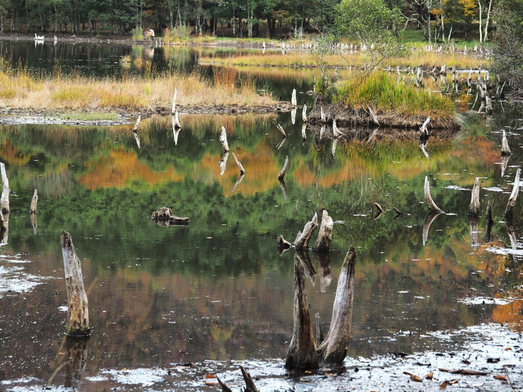 観音沼の紅葉③
