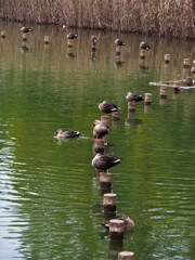 僕の家どこかな？