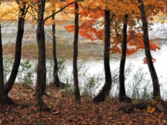観音沼の紅葉