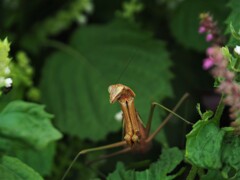 畑の仲間たち①