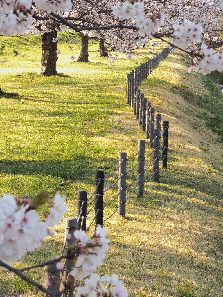 お花見会場