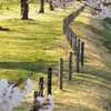 お花見会場