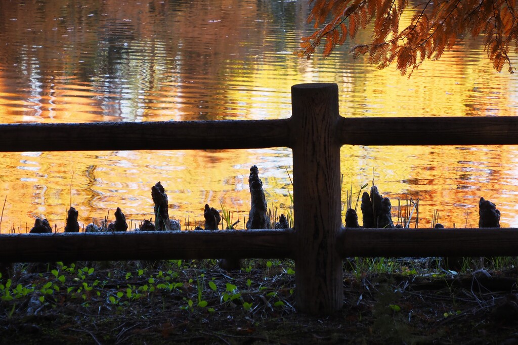 ラクウショウの秋色