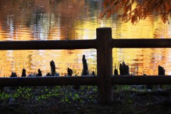 ラクウショウの秋色