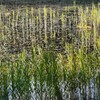 沼の秋模様・・・緑から黄色へ
