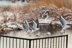 雪に遊ぶ白い翼