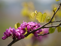 手賀沼の春（２）