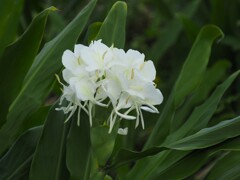 白い花シリーズ61