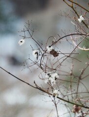 枯花の美