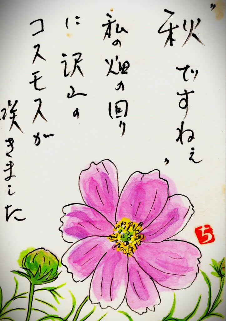秋桜
