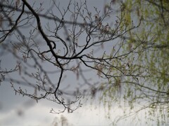 春の息吹に触れる