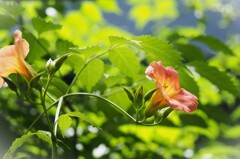 夏を告げる花