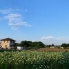 白い花シリーズ⑱