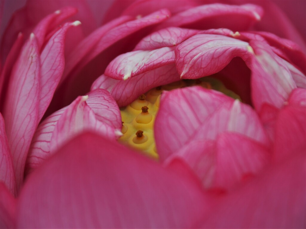 見つけないで！