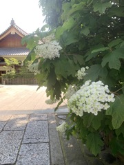 白い花シリーズ㉑