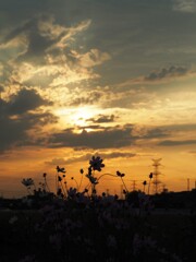 夕方の散歩道