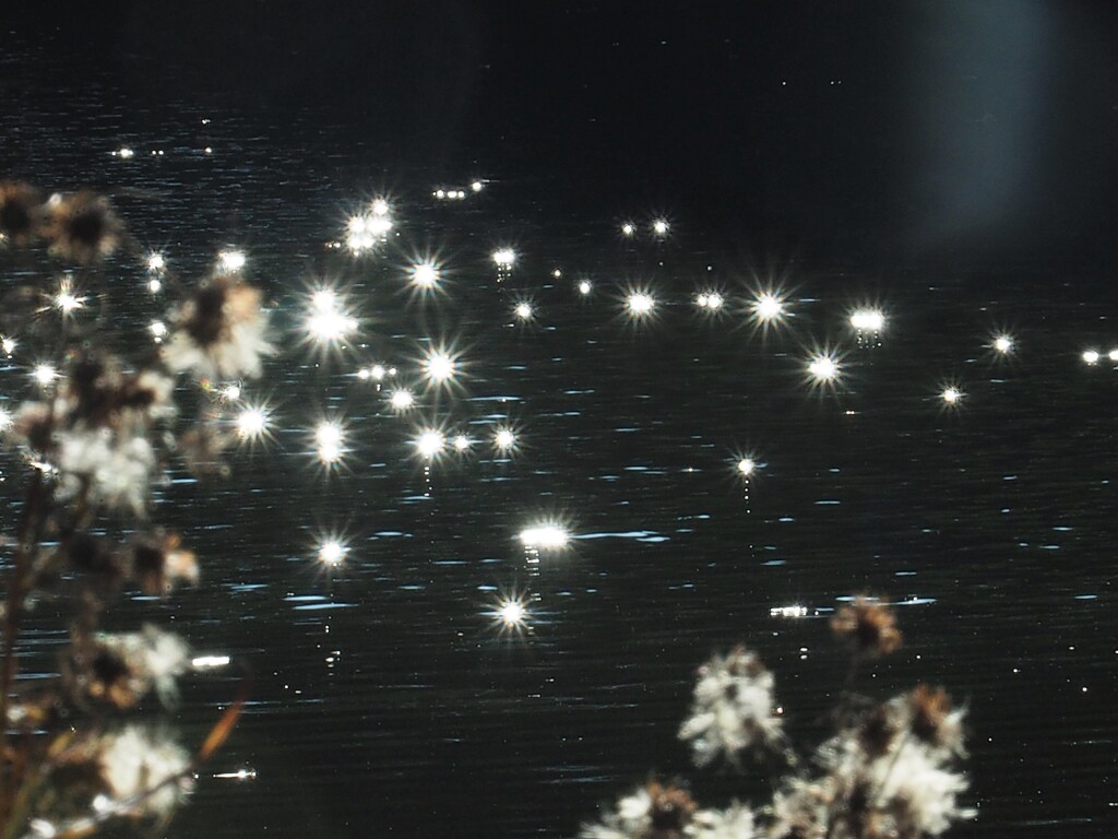 枯れても・・　輝きをあびて☆☆☆☆