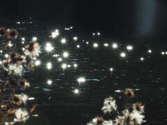 枯れても・・　輝きをあびて☆☆☆☆