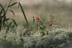 朝露・光る