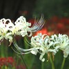 白い花シリーズ56