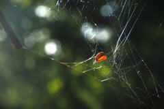 クモの糸にとまる秋色