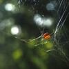 クモの糸にとまる秋色