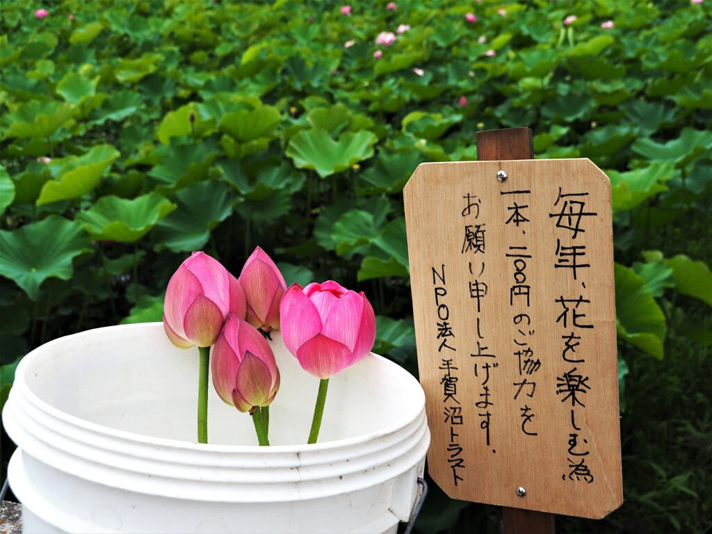 お盆のお墓参り