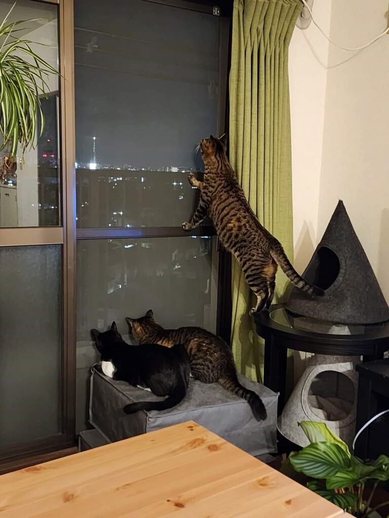 何を見つけたの？