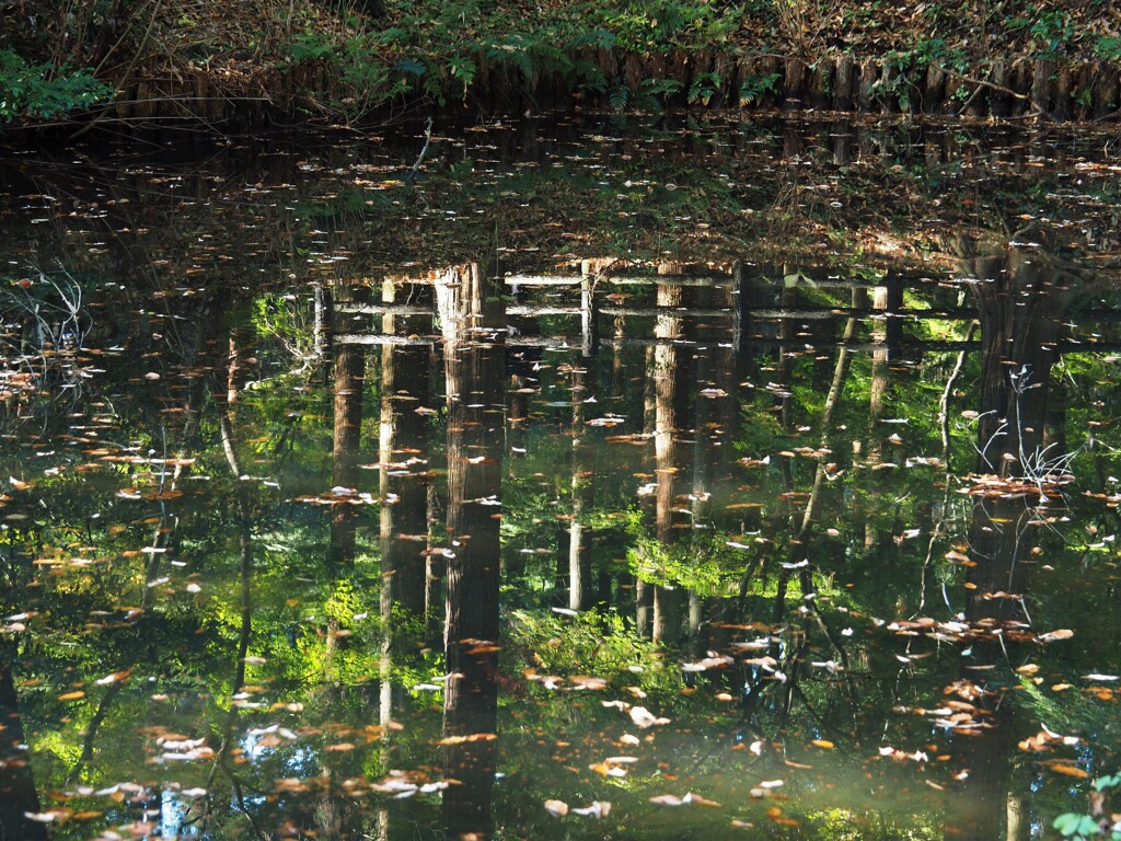 赤くならない・・　もみじ