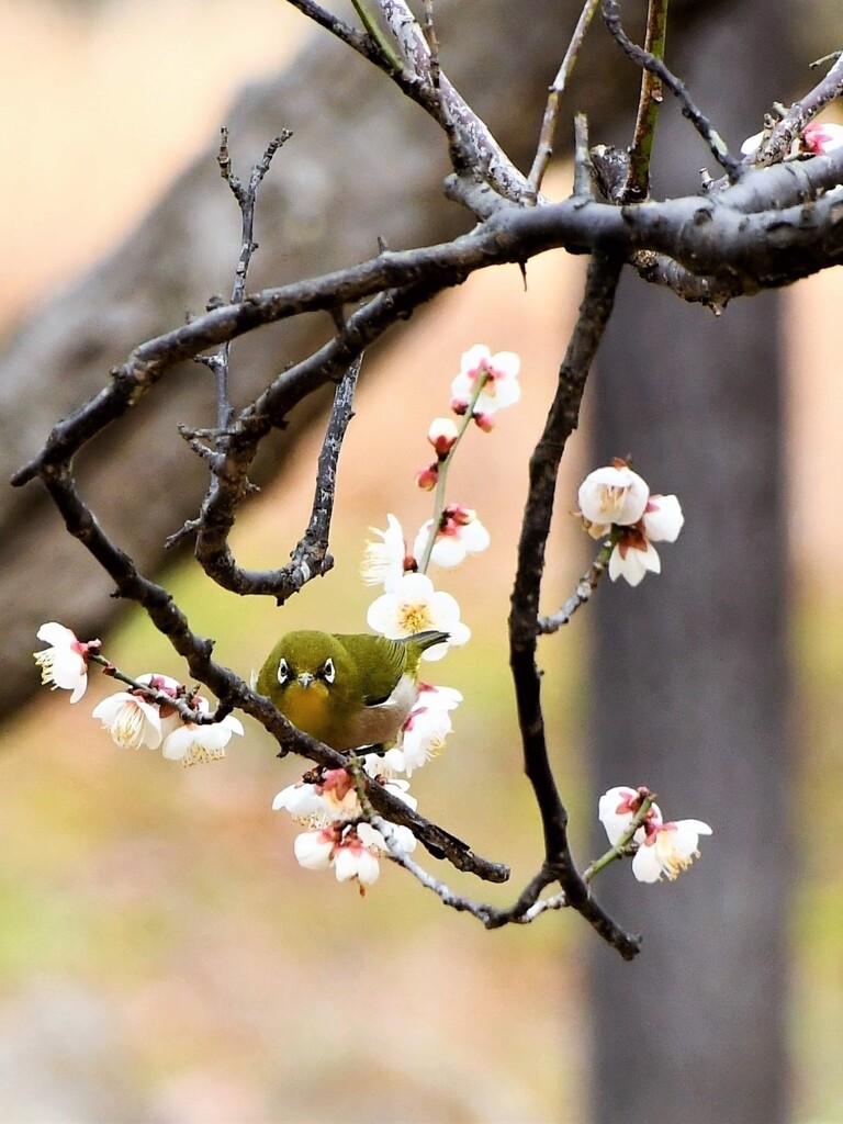 梅とメジロ