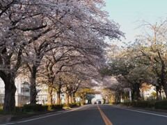  ご近所さんの桜並木