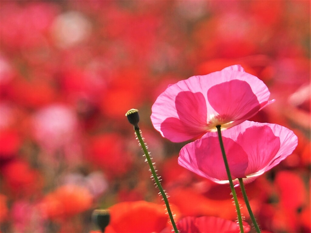 ポピー畑①
