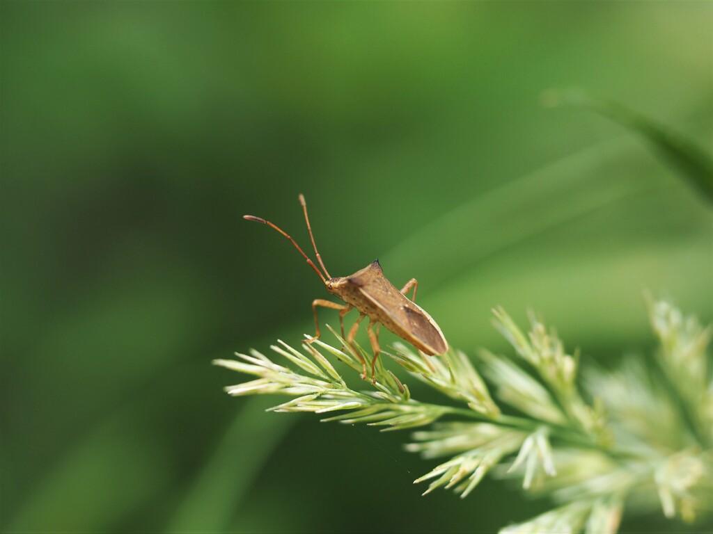 マクロレンズ難しい～