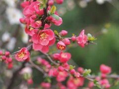 木瓜・満開★☆