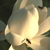 白い花シリーズ㊺