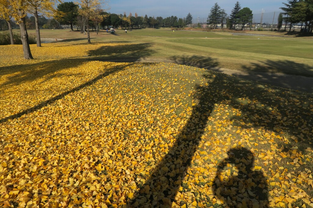 黄色い絨毯とラウンド