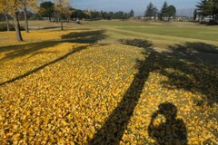 黄色い絨毯とラウンド