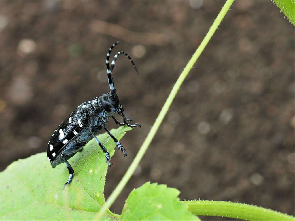 僕も畑の住民だよ❣