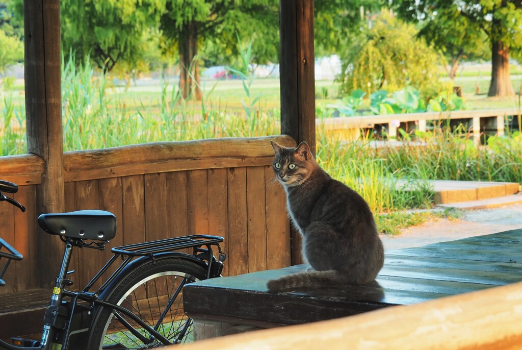 蓮池の番人