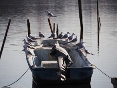 ユリカモメに占領される舟