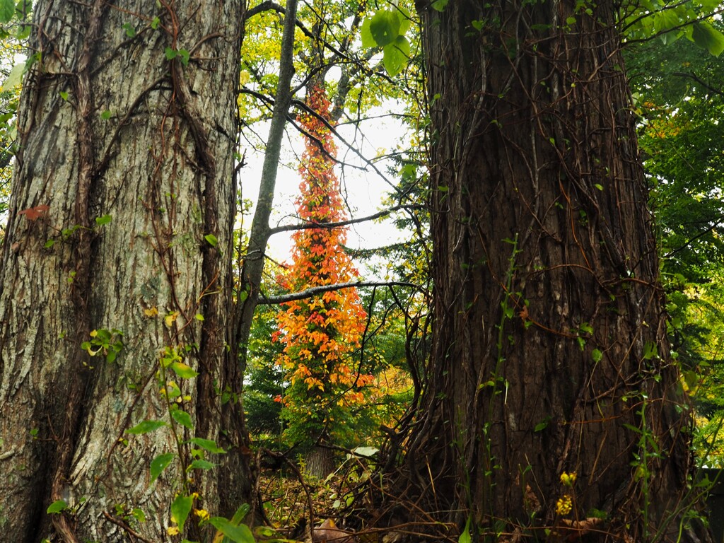 紅葉ツリー