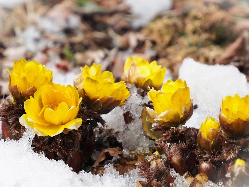 3月の雪