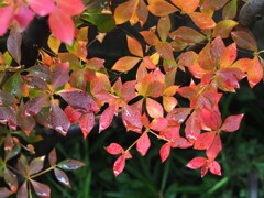 七変化する紅葉