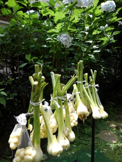 匂い立つ庭