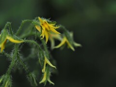 ミニトマトの花