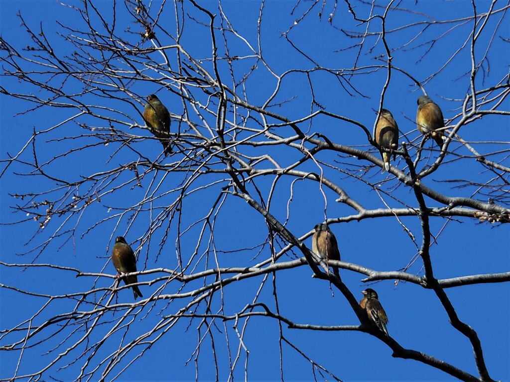 冬の公園①