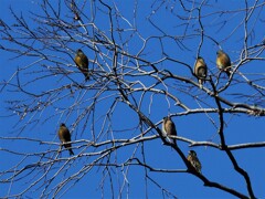 冬の公園①