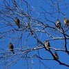 冬の公園①