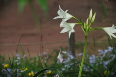 白い花シリーズ㊵
