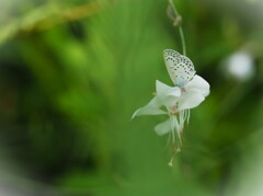 ２つの蝶